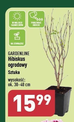 Hibiskus ogrodowy 15 cm GARDEN LINE promocja