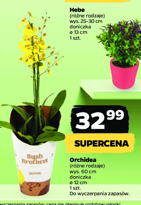 Orchidea promocja