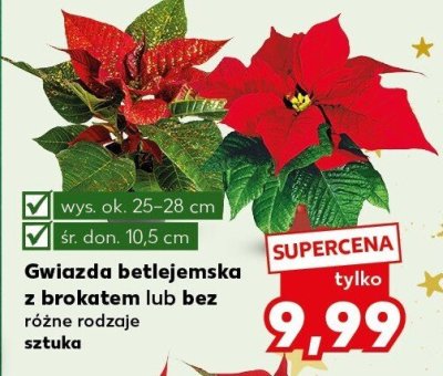 Gwiazda betlejemska z brokatem lub bez różne rodzaje promocja w Kaufland