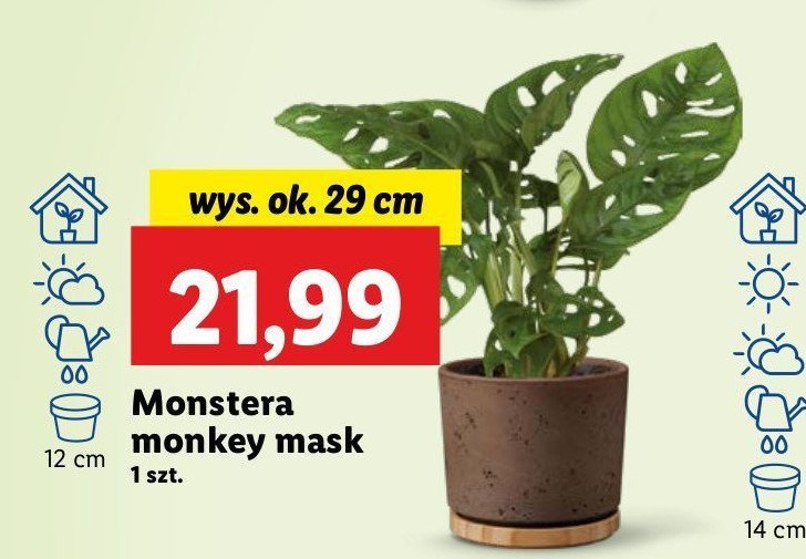 Monstera monkey mask promocja