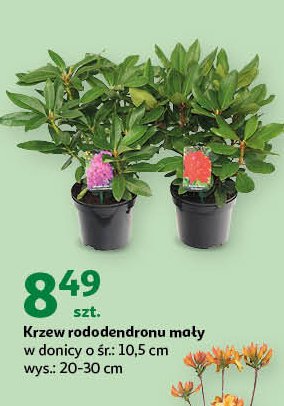 Krzew rododendrona małego don. 10.5 cm promocja