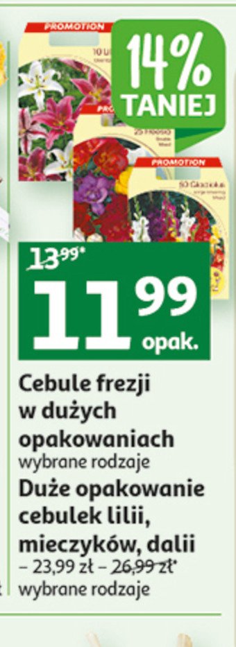 Cebula frezji promocja