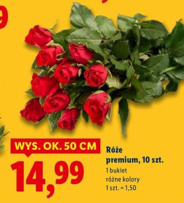 Róże premium 10 szt. 50 cm promocja w Lidl