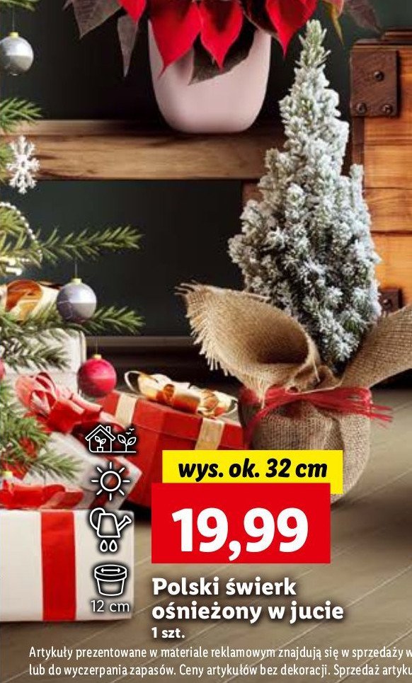 Świerk ośnieżony w jucie 32 cm promocja w Lidl