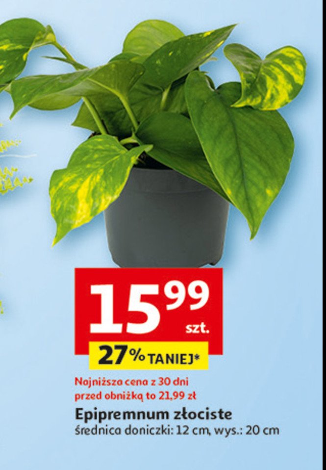 Epipremnum promocja