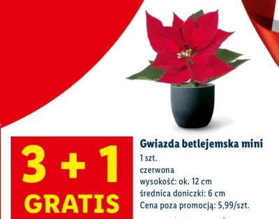 Gwiazda betlejemska mini promocja w Lidl
