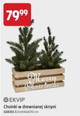 Choinki w drewnianej skrzyni promocja w Jula