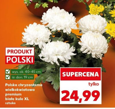 Polska chryzantema wielokwiatowa przekwitająca białe kule XL promocja w Kaufland