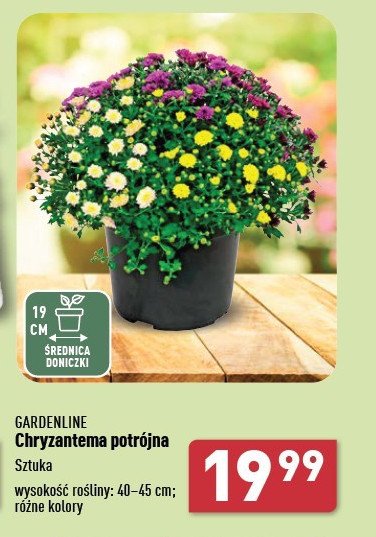 Chryzantema potrójna 40-45 cm Garden feelings promocja