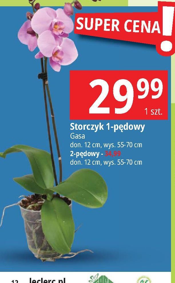 Storczyk 1-pędowy don. 12 cm Gasa promocja w Kaufland