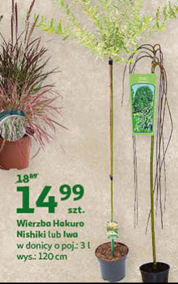 Wierzba hakuro 120 cm promocja