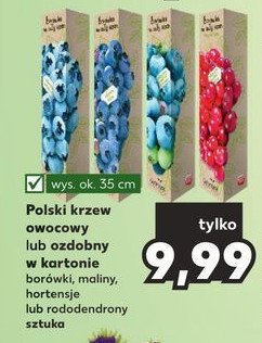 Krzewy maliny promocja