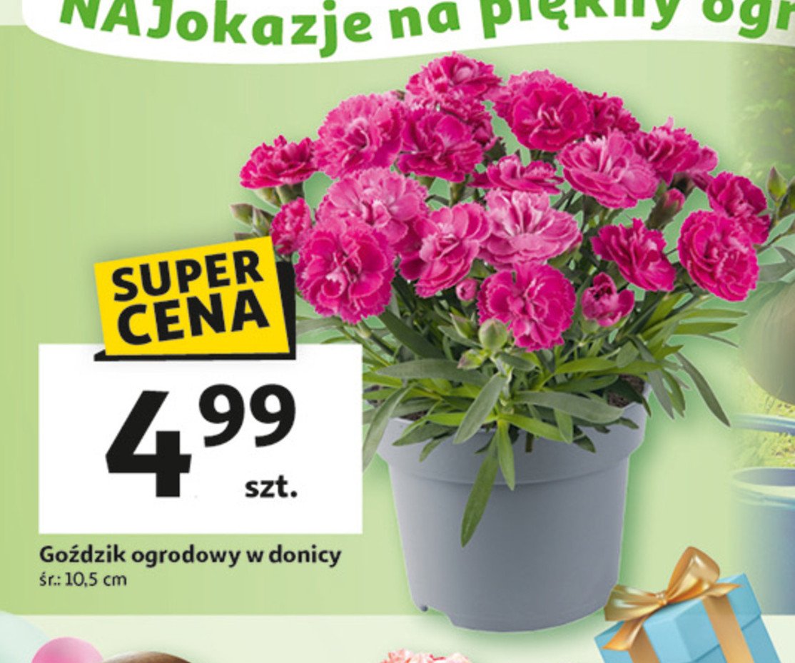 Goździk ogrodowy promocja w Auchan
