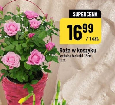 Róża w koszyku promocja w POLOmarket