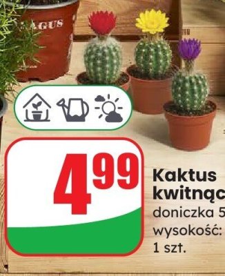 Kaktus kwitnący, 8 cm promocja w Dino