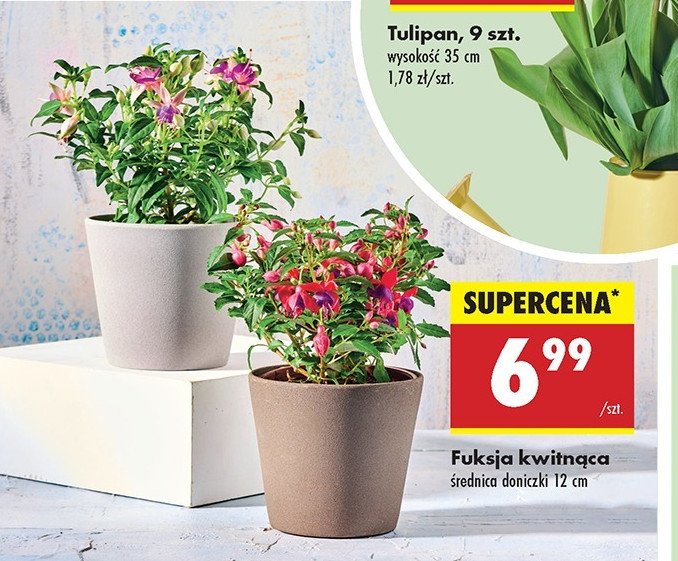 Fuksja kwitnąca 12 cm promocja w Biedronka