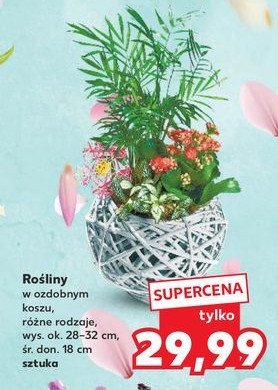 Roślina w koszyku promocja w Kaufland