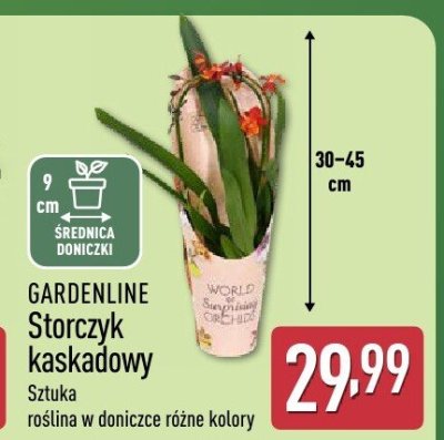 Storczyk kaskadowy  promocja w Aldi