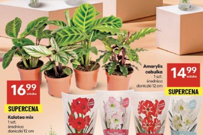 Kalatea mix 1 szt. promocja w Delikatesy Centrum