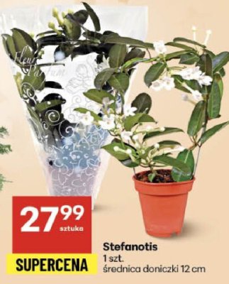 Stefanotis 1 szt. średnica doniczki 12 cm promocja w Delikatesy Centrum