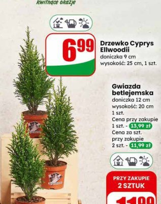 Gwiazda betlejemska doniczka 12 cm promocja w Dino