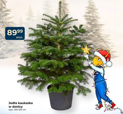 Jodła kaukaska w donicy wys. 100-125 cm promocja w PSB Mrówka