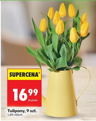 Kwiaty Tulipany promocja w Biedronka