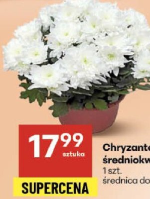 Chryzantema 艣redniokwiatowa doniczka 9 cm promocja w Delikatesy Centrum