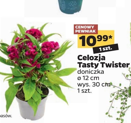 Celozja tasty twister promocja