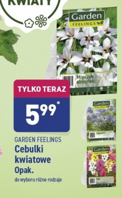 Cebulki mieczyk abisy艅ski Garden feelings promocja