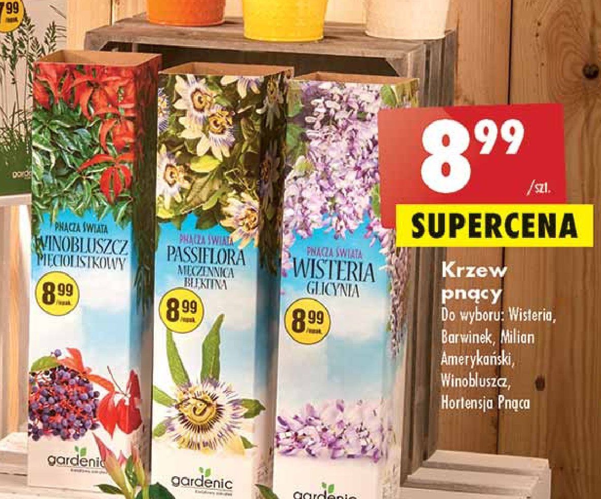 Wisteria Gardenic promocja