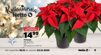 Roślina doniczkowa Poinsecja promocja w Netto