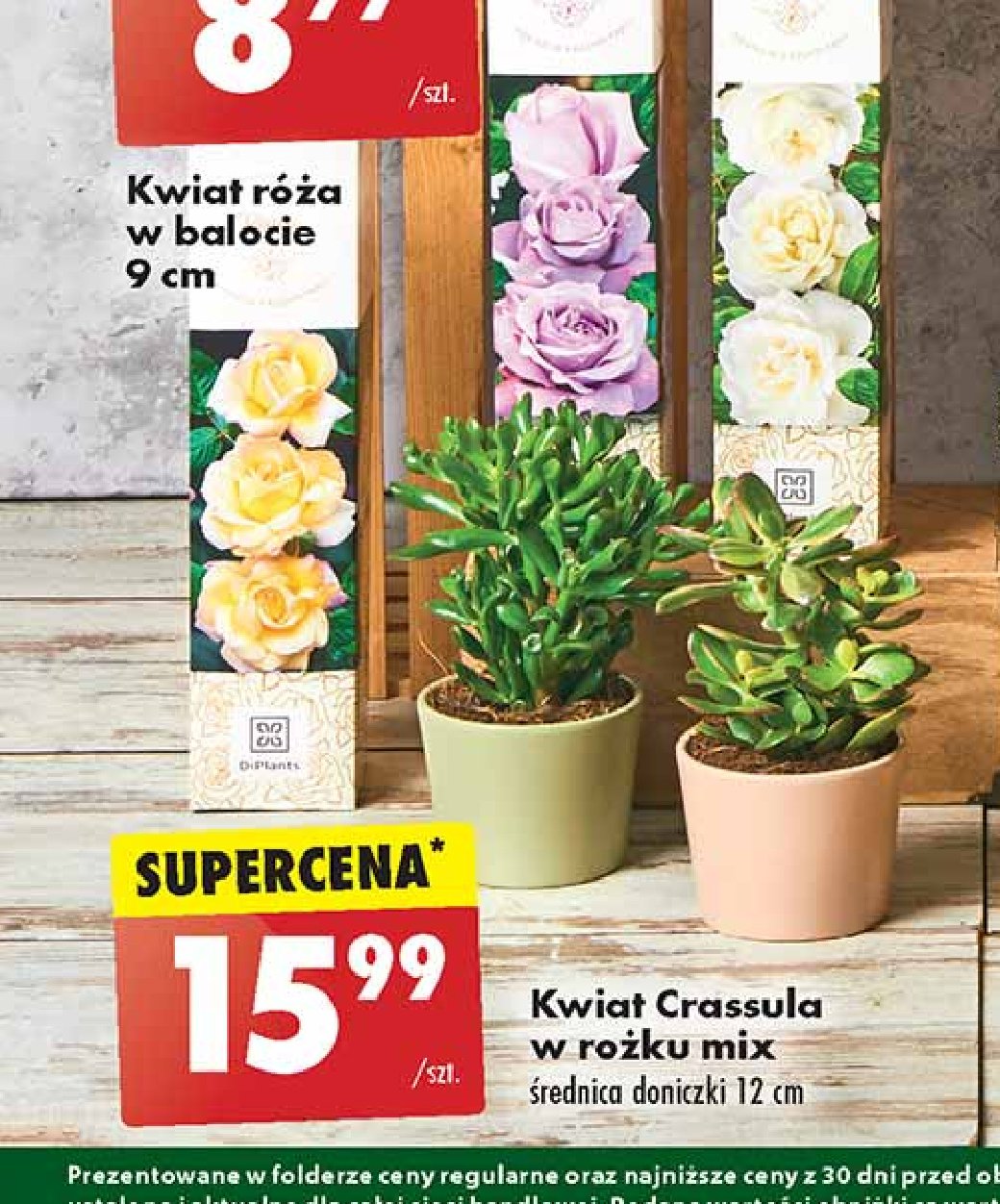 Crassula don. 12 cm wys. 20 cm promocja