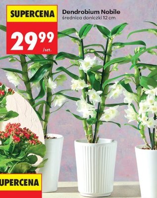 Dendrobium Nobile promocja w Biedronka