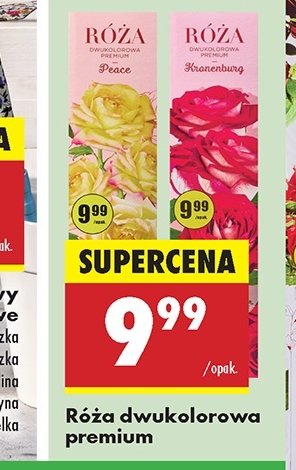 Róża premium wielokwiatowa promocja