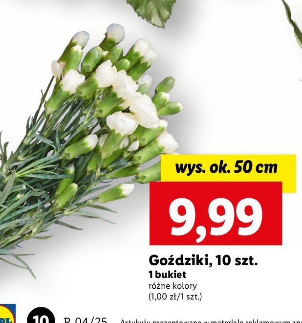 Goździki 50 cm promocja w Lidl