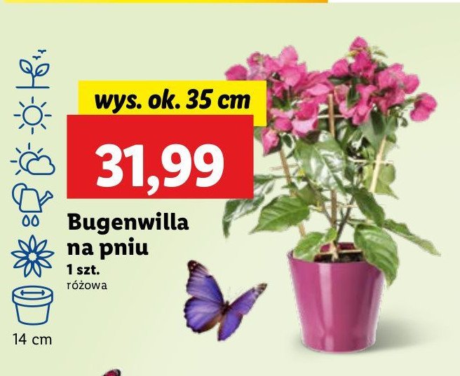 Bugenwilla na pniu 35 cm promocja