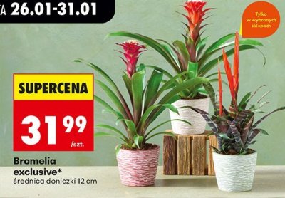 Bromelia exclusive średnica doniczki 12 cm promocja w Biedronka