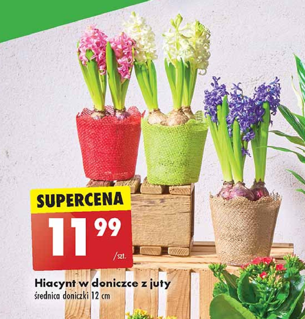 Hiacynt w doniczce z juty promocja w Biedronka