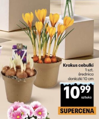 Krokus cebulki promocja w Delikatesy Centrum