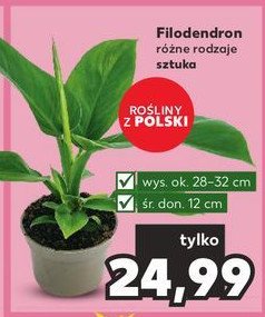 Filodendron don. 12 cm promocja
