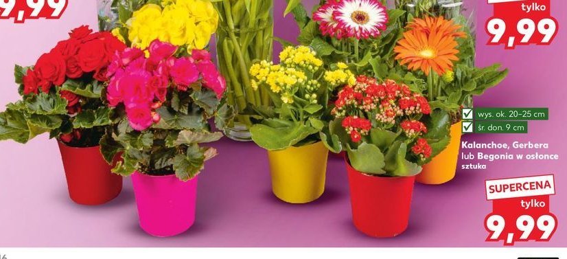 Gerbera śr. donicy 9 cm promocja w Kaufland