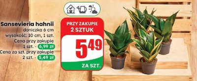 Sansevieria hahnii doniczka 6 cm promocja w Dino