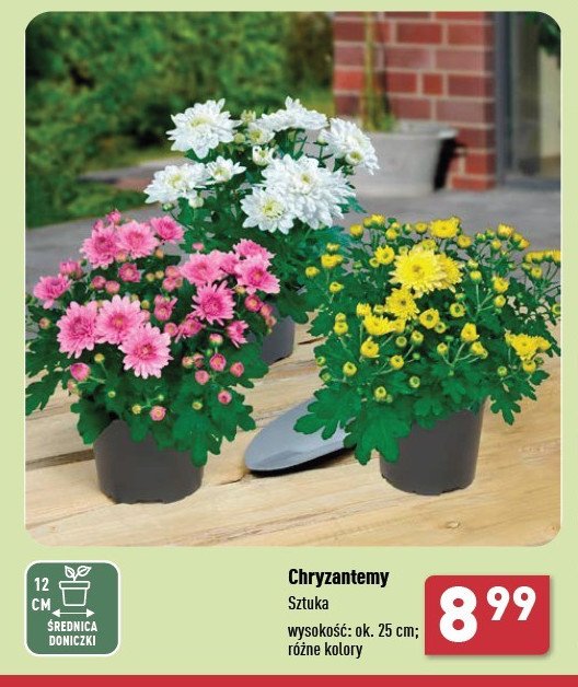 Chryzantema 25 cm promocja