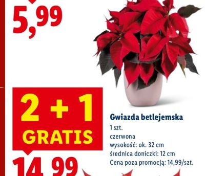 Gwiazda betlejemska promocja w Lidl