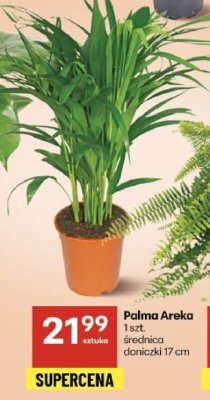 Palma Areka promocja w Delikatesy Centrum