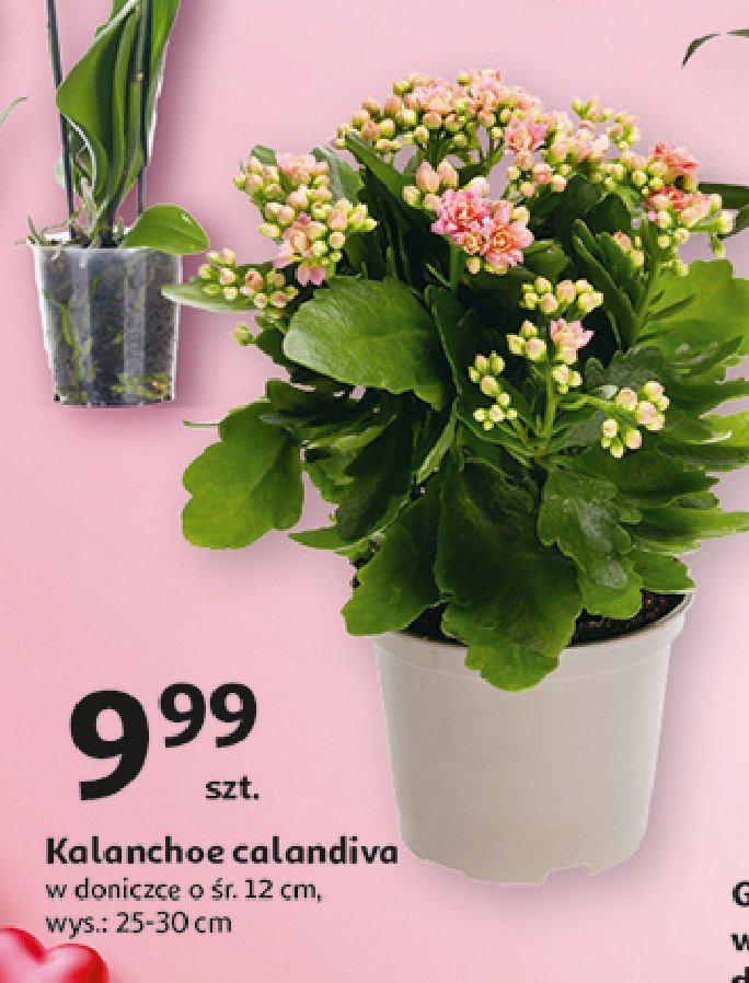 Kalanchoe calandiva w donicy 12 cm promocja