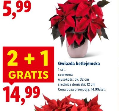 Gwiazda betlejemska 2+1 gratis promocja w Lidl