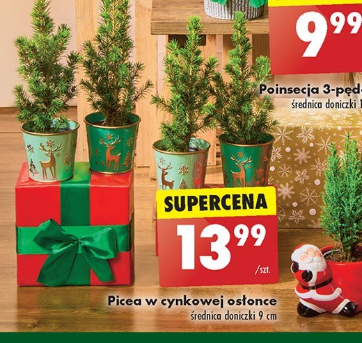 Picea w cynkowej osłonce promocja