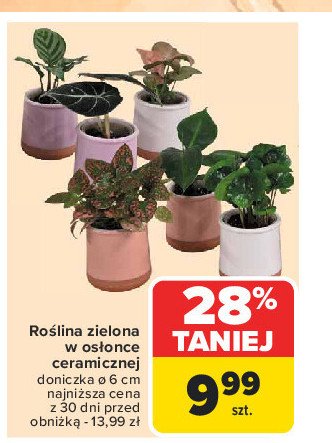 Roślina zielona w ceramicznej doniczce promocja